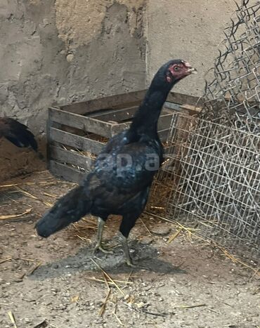 Toyuqlar: Toyuq, Damazlıq — 5