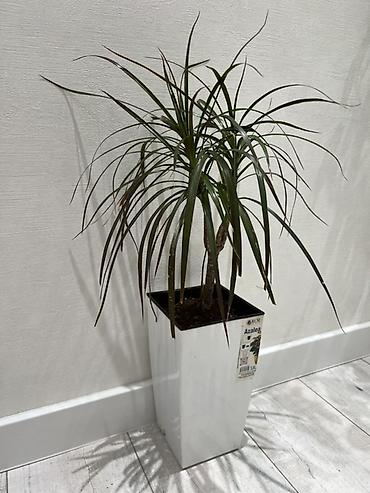 Другие комнатные растения: Женское счастье гигант сорт По городу доставка бесплатно Крупные — 75