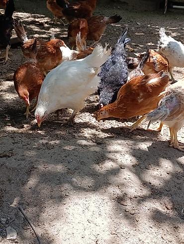 ditdili dermani: Məhsul: Yerli tam sağlam kənd toyuqları 3aylıq bütün vitaminləri — 8