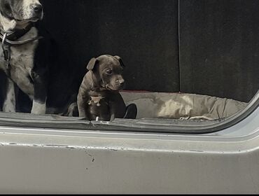 пропала собака объявление: Пропал щенок пароды питбуль в раене дорханский 96 кто видел или