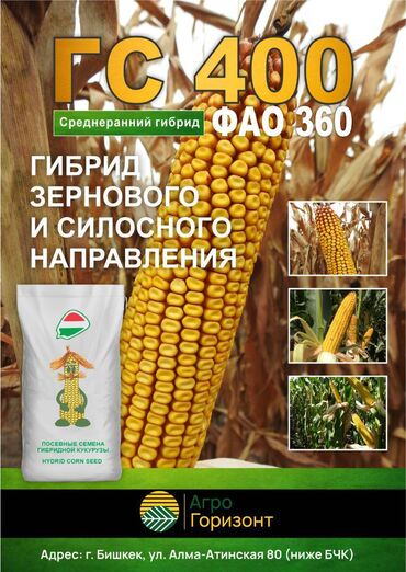 кукуруза в зерне: Семена и саженцы Кукурузы
