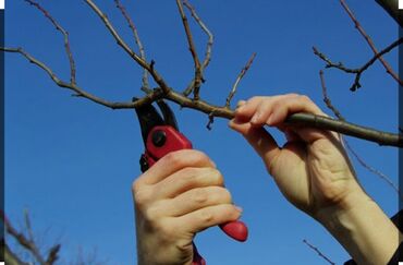 Другие услуги: Делаем весеннюю обрезку плодовых деревьев. Обработка, подкормка и