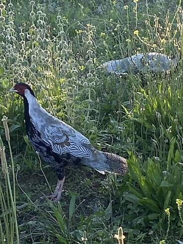 danışan quş: Qirqovul gumusu Dekorativ quş kolleksiyasını zənginləşdirmək və həyətə — 2