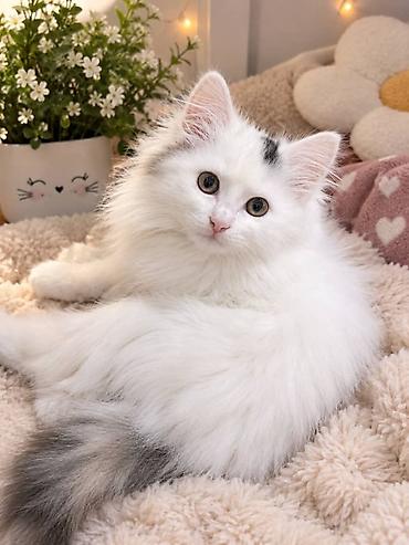 отдам котят в добрые руки: Кошка даром: Беспородная, Девочка — 2