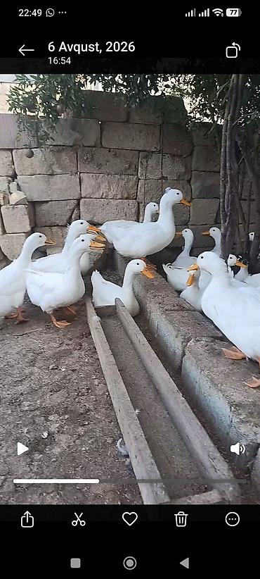 cucə ucun yem qabi: Ağ ördəklər – yetişdirmə və yumurta istehsalı üçün - Cins: Pekin — 3