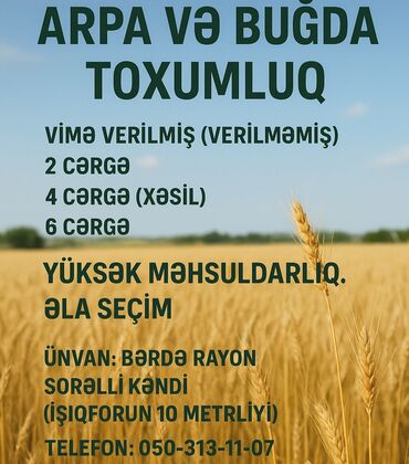 pelarqoniya bitkisi: Toxum üçün Arpa və Bugda. Yuksek mehsuldarliq . Hem xammal hemde vime