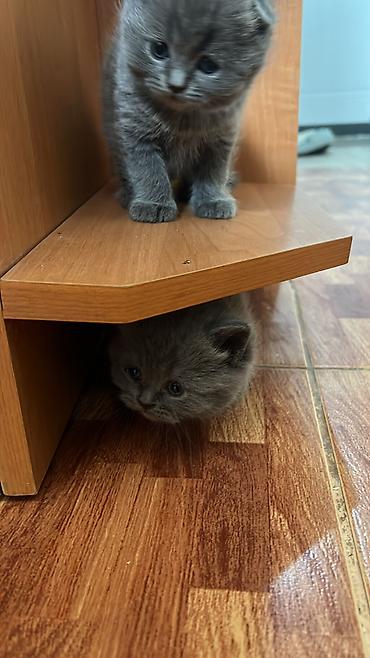 британцы котята: ПРОДАЮТСЯ - Британские короткошёрстные котята, окраса — 10