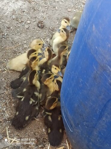 Другие с/х животные: Утята Индоутки Тяжёлая Линия. Индоутята. Фендибоберных Солидных — 18