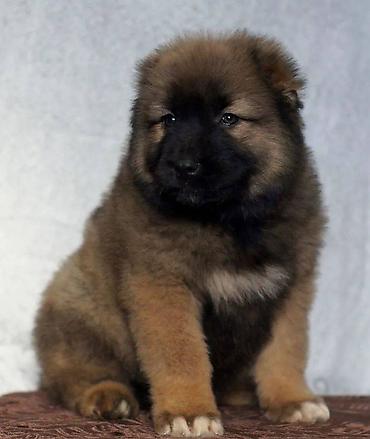 pitbul satilir: Qafqaz çoban iti, 2 ay, Erkək, Sənədli, Pulsuz çatdırılma — 6