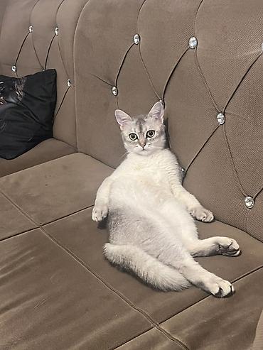 şinşilla pişiyi: Şinşilla, Erkək — 3