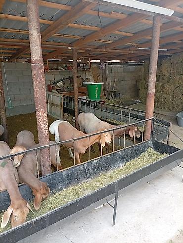 овец: Продаю | Овца (самка) — 10