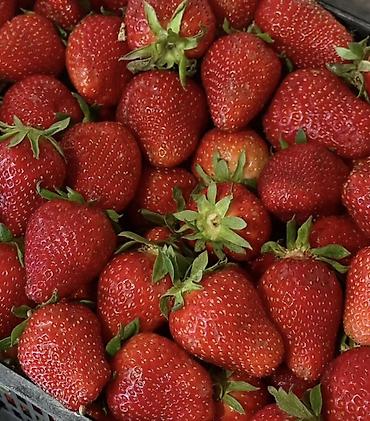 Продукты питания: Клубника Альбион, Оптом, В розницу — 2