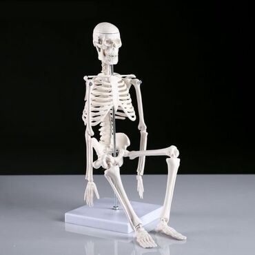 манекен цены в бишкеке: Макет "Скелет человека" 45см Бесплатная доставка по всему КР Цена