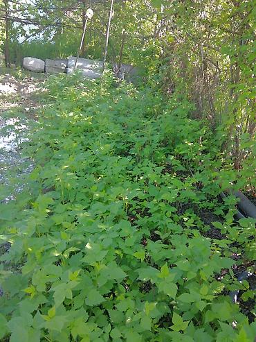 Продажа дач: Продается Дача с участком 6сот - Двухэтажный дачный дом с мансардой и — 21