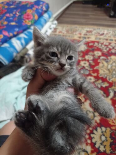 жылкы жаныбар: Улицу дам по сообщению Серый котенок с полосатым окрасом и пушистым