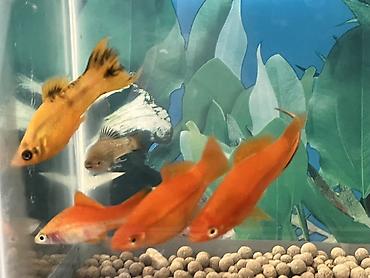 Balıqlar: Sülhsevər, Ünvandan götürmə — 9