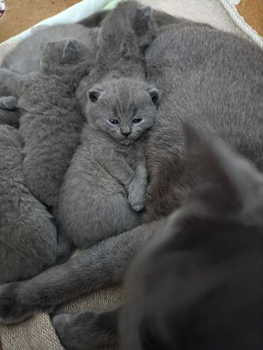 Pişiklər: Şotland — 6