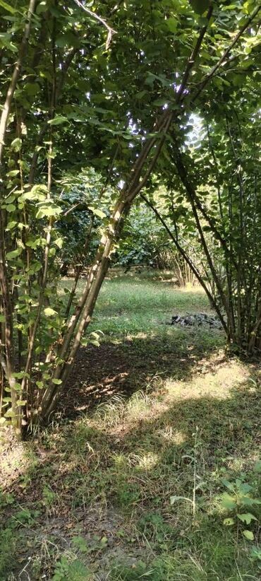 Torpaq sahələrinin satışı: 54 sot, Kənd təsərrüfatı, Kupça (Çıxarış) — 15