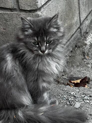 продажа кошек: Кошка даром: Беспородная, Девочка