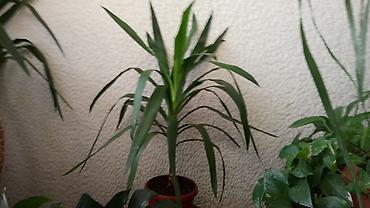 vecna ruza: Yucca, Drvo Života, velika biljka — 1
