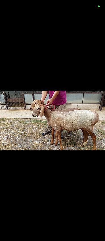 Животные: Продаю | Овца (самка) | Арашан | Для разведения | Ярка — 3
