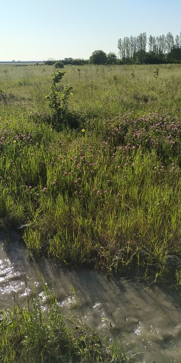 Torpaq sahələrinin satışı: 116 sot, Kənd təsərrüfatı, Barter mümkündür, Kupça (Çıxarış) -da lalafo.az — 12 Torpaq sahələrinin satışı: 116 sot, Kənd təsərrüfatı, Barter mümkündür, Kupça (Çıxarış) — 12
