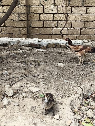 Kənd təsərrüfatı quşları: Toyuq cücələri, Damazlıq — 5