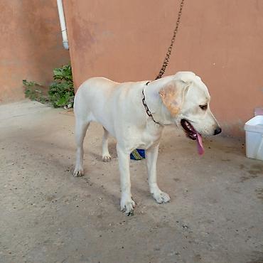 İtlər: Labrador-retriver, 11 ay, Dişi — 6