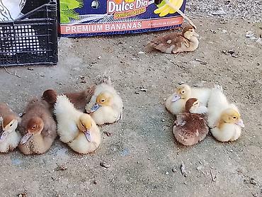 Qazlar: Qaz və ördək sürüsü satılır - Növ: ev quşları – ağ və boz qazlar, ağ — 6