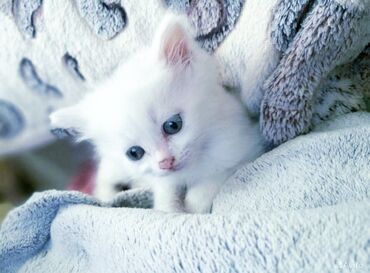 Коты: Котенок породистый Турецкая ангорка 100%, цвет белый, мальчик возраст