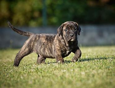 velika pudla: Na prodaju stenci Presa Canario izuzetnih krvnih linija, sa ozbiljnim — 3