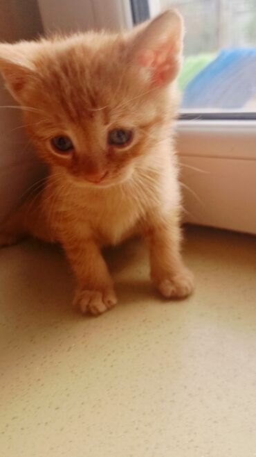 Pişiklər: Şotland, Erkək, Ünvandan götürmə, Ödənişli çatdırılma -da lalafo.az — 10 Pişiklər: Şotland, Erkək, Ünvandan götürmə, Ödənişli çatdırılma — 10