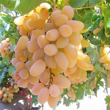 Meyvə və giləmeyvə: Məhsul: Qırmızı/çəhrayı süfrə üzümü (salxım) - Böyük, sıx salxımlar; — 16