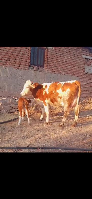 Inəklər, öküzlər: Simental tipli inək və balası - Rəng: qırmızı-ağ alaca - Ana inək -da lalafo.az — 3 Inəklər, öküzlər: Simental tipli inək və balası - Rəng: qırmızı-ağ alaca - Ana inək — 3