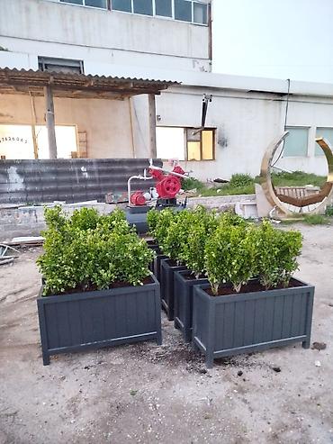 pelarqoniya bitkisi: Bir başa sexdən.Sex qiymətinə hazır 120 ədəd qalıb ♦️Endrim 2026 — 3
