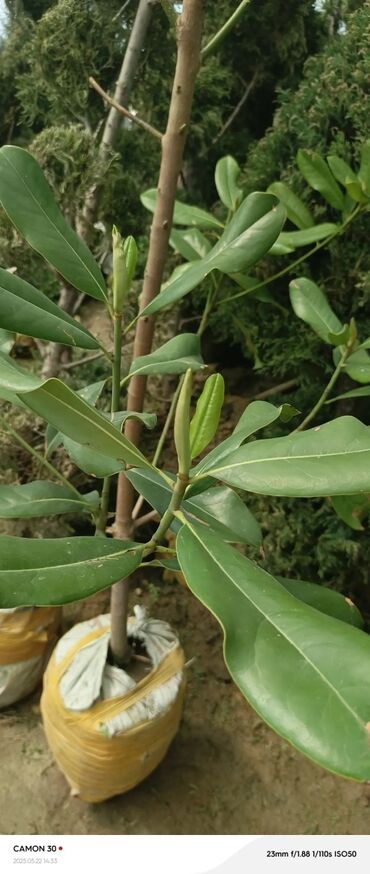 Декоративные деревья: Саженцы деревьев: Магнолии — 3