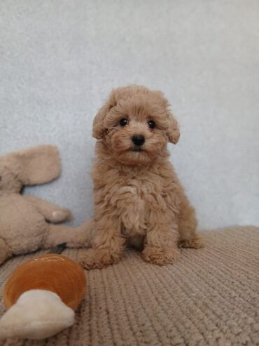 İtlər: Pudel, 2 ay — 2