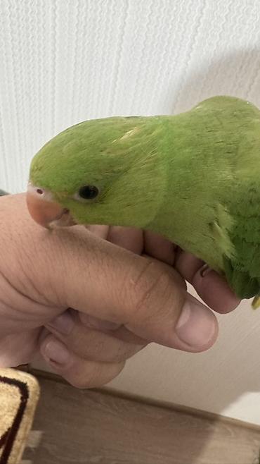 bulbul quşu satışı: Yaşıl papağan (kiçik növ) 4 aylıq baladı yemə düşüb 2 ədəddir qiymət 1 — 5