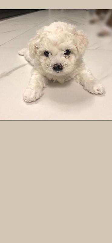 İtlər: Pudel, 2 ay, Erkek, Ödənişli çatdırılma -da lalafo.az — 12 İtlər: Pudel, 2 ay, Erkek, Ödənişli çatdırılma — 12