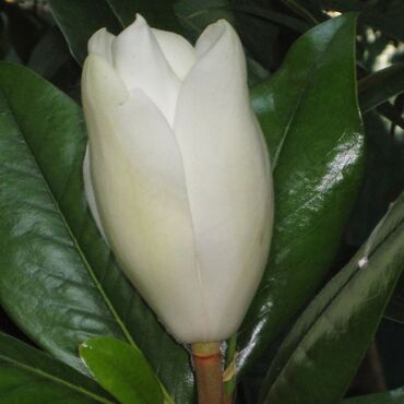 dekor ağac: Maqnoliya gülü həyət üçündür ağ çiçeyli və ətirli olur yarpağı il boyu