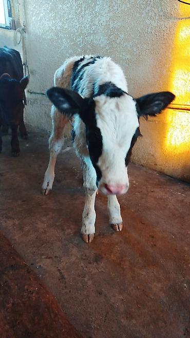 Коровы, быки: Продаю | Корова (самка) | Для молока | Привязанные — 8