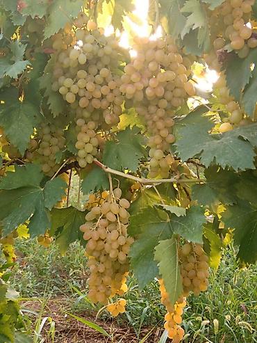 Meyvə və giləmeyvə: Məhsul: Avatar kişmişi (uzun, barmaq formalı qara üzüm sortu) - — 3