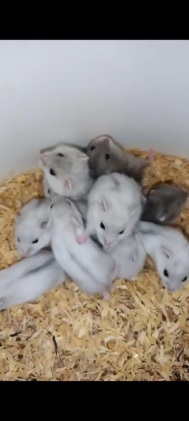 Gəmiricilər: Yeni 2mərtəbəli qəfəs 2xomyak ağ və boz🐭 qəfəsin içində Fırlanan çarxı — 9