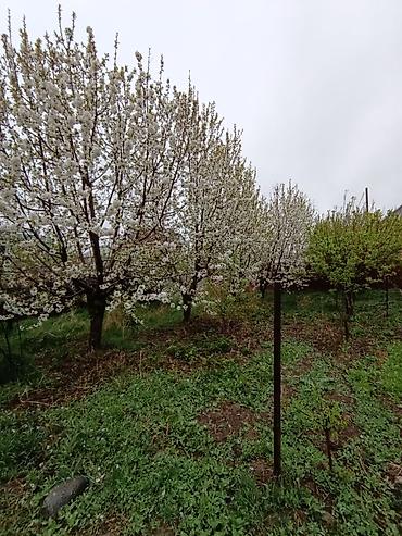 Слива: Саженцы плодовых деревьев (садовые Черешня кокон гилас 5штук Абрикос — 12