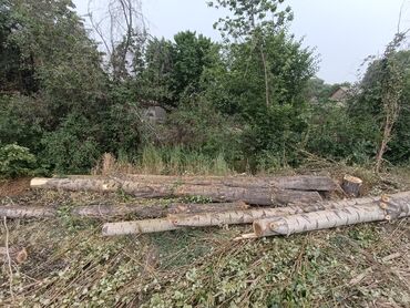 сокулук шебень: Терек сатылат (тополь), 5 штук 6 метрден узуну 100-140 см жоондугу