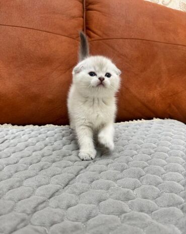 kend toyuqlari satisi: Şotland yastı qulaq, Erkək, Yaxşı əllərə, Pulsuz çatdırılma