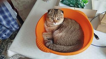 корниш рекс: Пропала Шотландская вислоухая кошка (Scottish Fold) - Окрас: теплый — 2