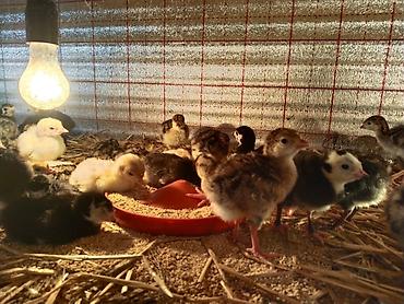 cucə lampası: Hinduşka və toyuq balaları – müxtəlif rəng və cinslər - Brooder — 3