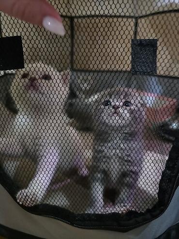 Pişiklər: Britan — 1