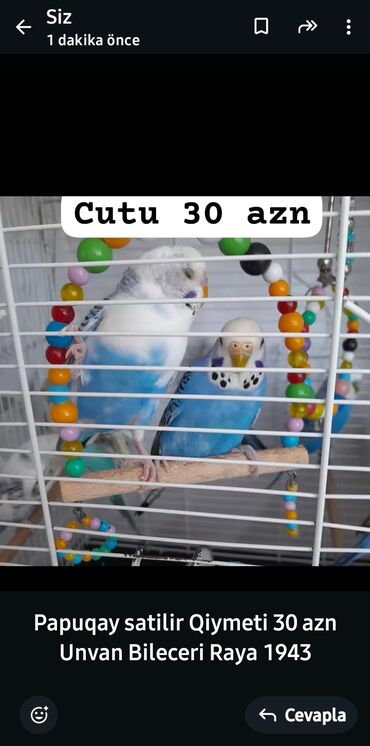 danışan popuqay: Papuqay
